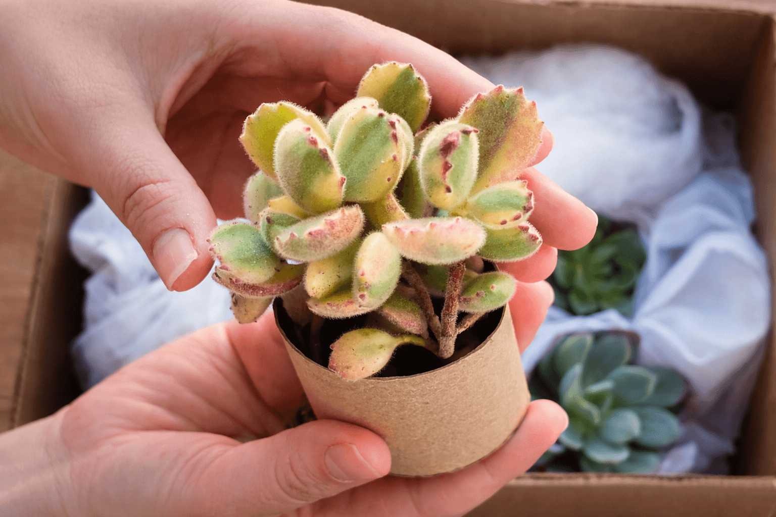 Suculenta en maceta sostenida con las manos